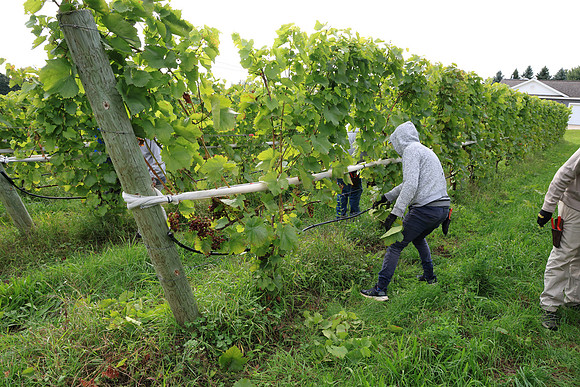 Pruning the Vineyard