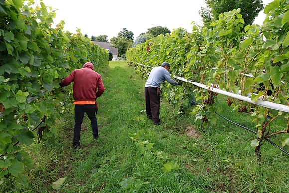 Pruning the Vineyard