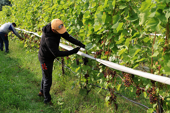 Pruning the Vineyard
