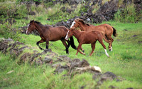 IMG_0184_edited-1