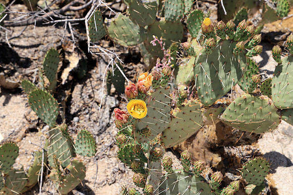 R5M_5406_edited-1