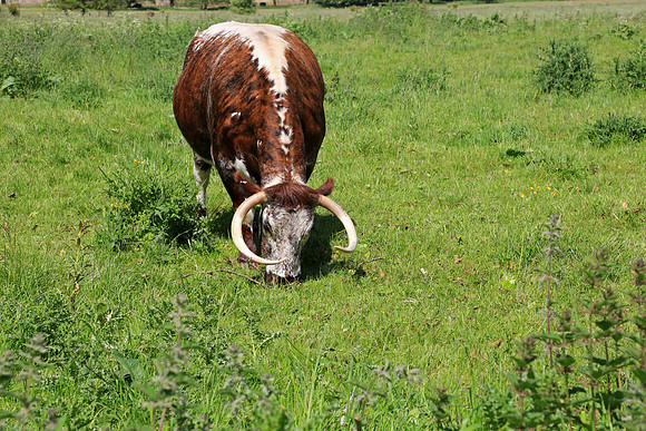 GK1A3687_edited-1