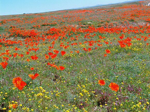 DSC04230_edited-1